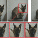 The new algorithm at work, turning a cat into something an AI—and humans—will perceive as a dog.